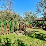 Kamp alanı Olive