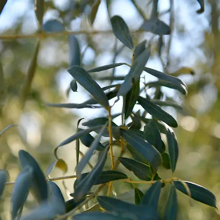 Olive Campsite *
